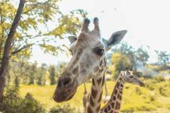 Fotoserie Kenia Giraffe