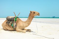 Fotoserie Kenia Kamel am Strand