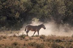 Fotoserie Kenia Zebra im Staub