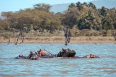 Fotoserie Kenia Nilpferde