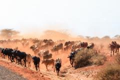 Fotoserie Kenia Rinderherde