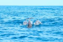 Fotoserie Kenia Delfine