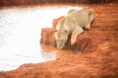 Fotoserie Kenia auf Safari mit dem Löwen