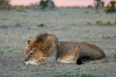 Fotoserie Kenia Löwe im Sonnenuntergang