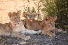 Fotoserie Kenia Löwenkinder