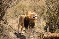 Fotoserie Kenia Löwe schüttelt sich