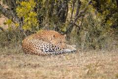 Fotoserie Kenia Leopard