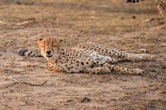 Fotoserie Kenia Gepard