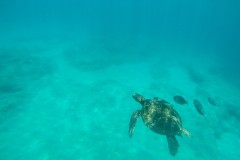 Fotoserie Hawaii Schildkröte Schnorcheln